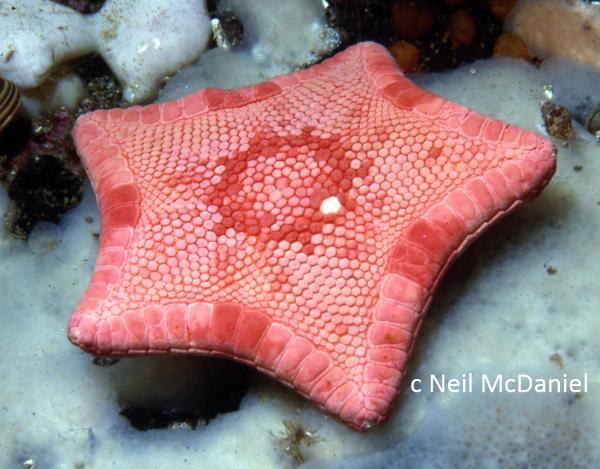 Photo of Ceramaster arcticus by <a href="http://www.seastarsofthepacificnorthwest.info/">Neil McDaniel</a>